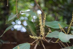 Mallotus philippensis